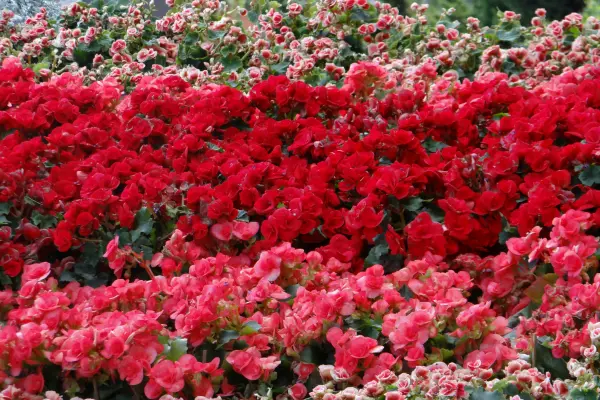 begonias