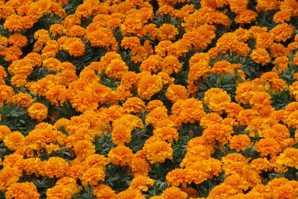 marigold
